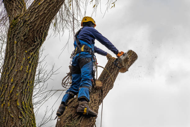 How Our Tree Care Process Works  in  Bellview, FL